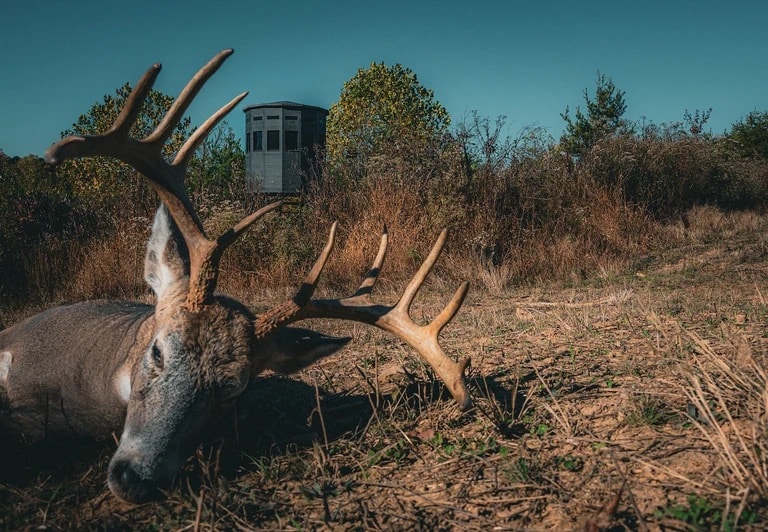Close-up view of a deer with antlers near a hunting blind in a natural setting.